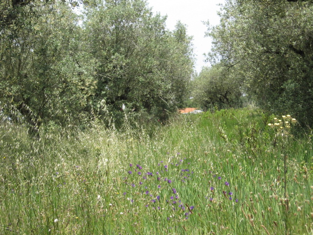 Land_for_sale_in_Alcobaca_SCO11925