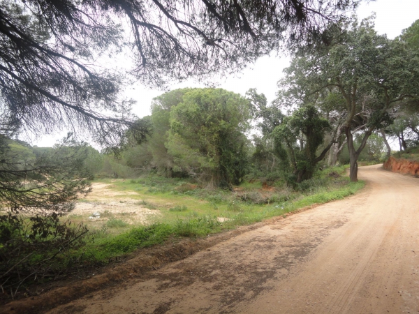 Crop_for_sale_in_Albufeira_SMA12039