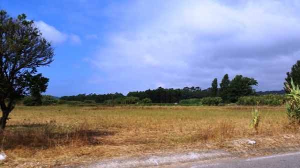 Crop_for_sale_in_S. Martinho do Porto_SCO12824