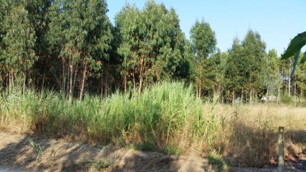 Forestry_for_sale_in_S. Martinho do Porto_SCO12825