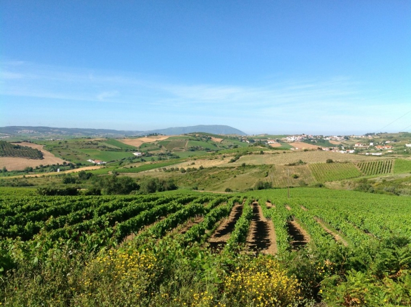 Vineyard_for_sale_in_Torres Vedras, Vila Franca de Xira, Ericeira_SMA12932