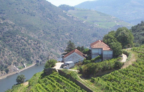 Vineyard_for_sale_in_Peso da Regua, Pinhao_SMA13064