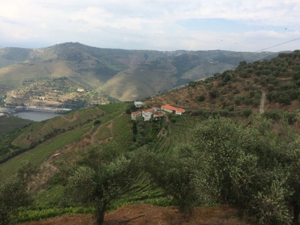 Vineyard_for_sale_in_Peso da Regua, Pinhao_SMA13065
