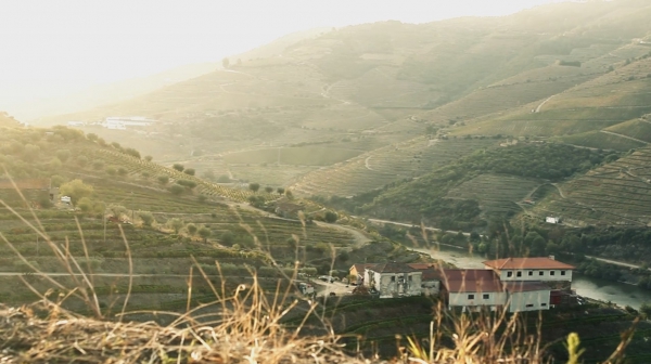 Vineyard_for_sale_in_Vila Real_SMA13080