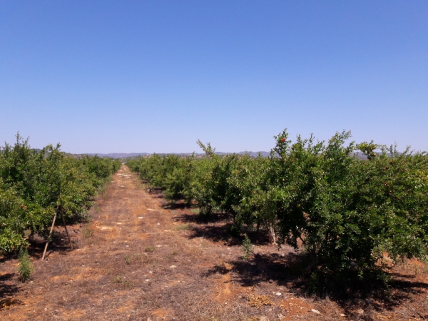Crop_for_sale_in_Tavira_SMA13529