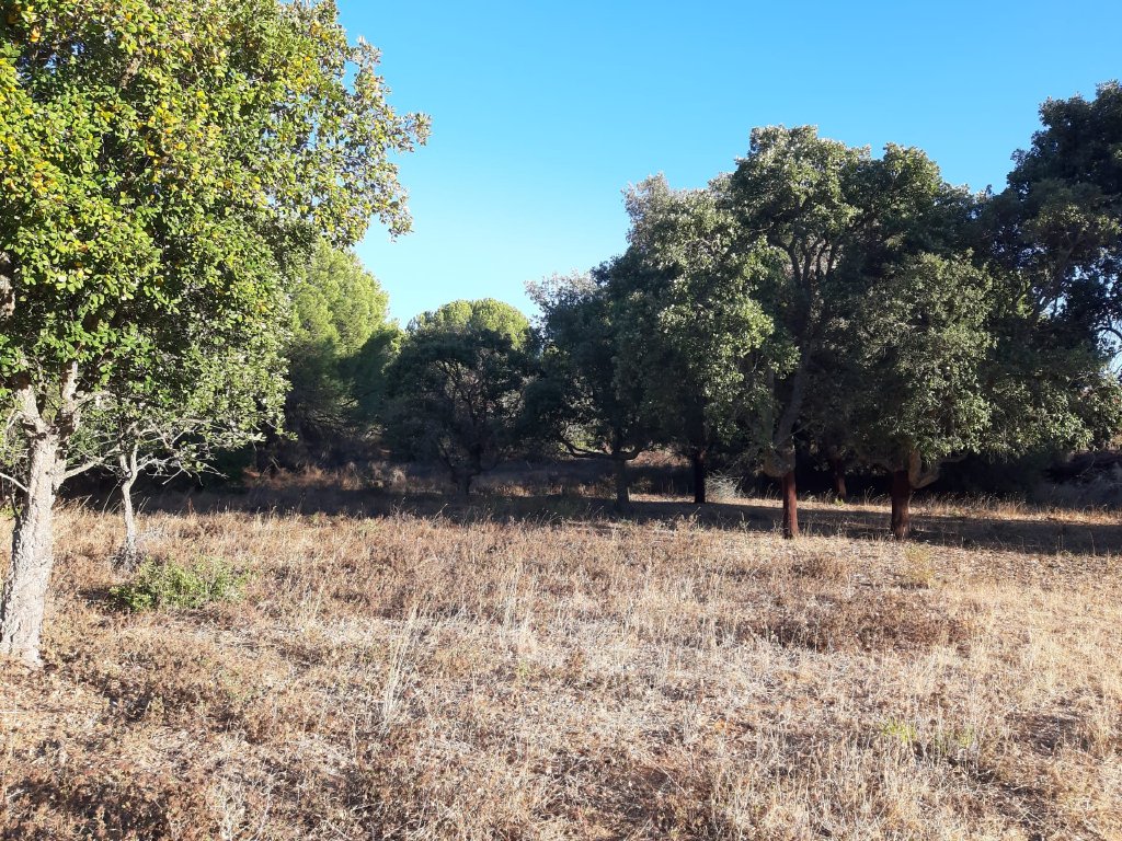 Forestry_for_sale_in_Porches_SMA13754