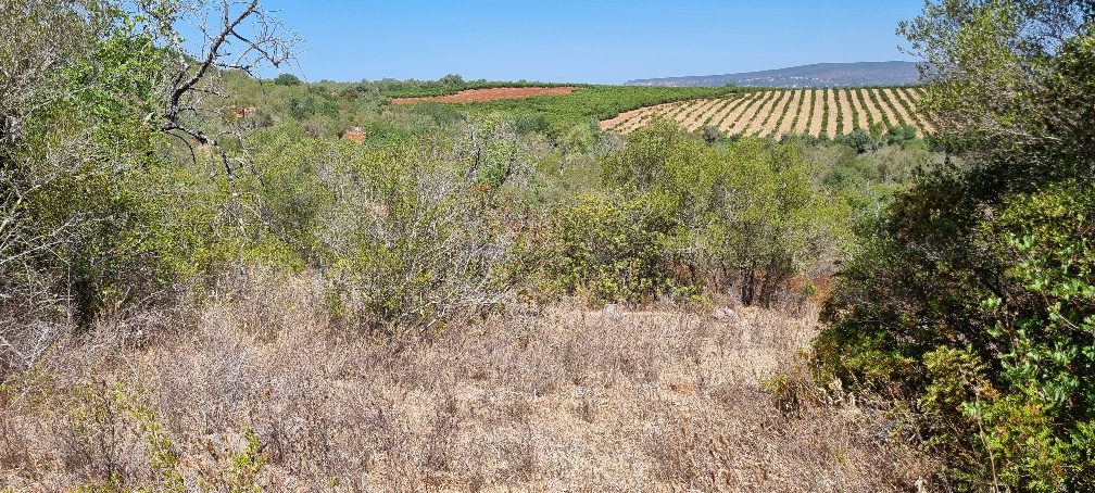 Forestry_for_sale_in_Paderne_SMA14434