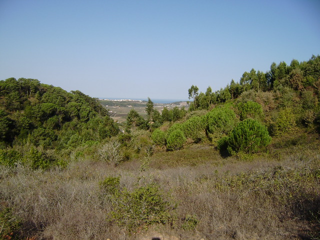 Land_for_sale_in_Alcobaca_SMA6315