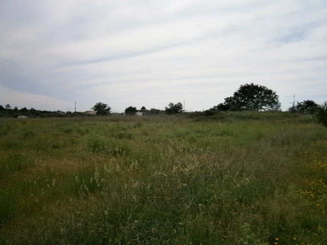 Land_for_sale_in_Alcobaca_SMA6328