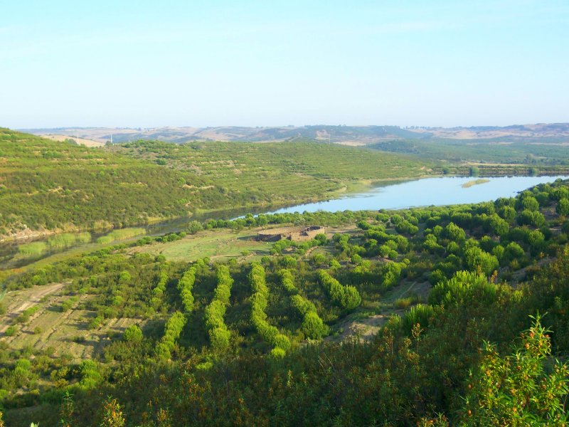 Forestry_for_sale_in_Mertola_SMA6471