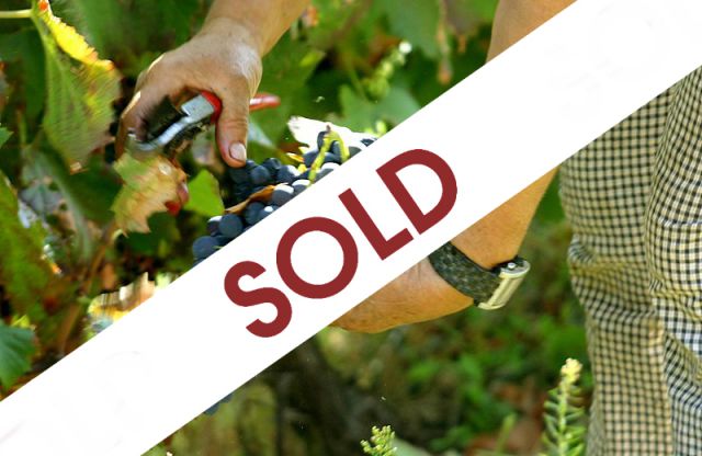 Vineyard_for_sale_in_Vila Real_SMA7499