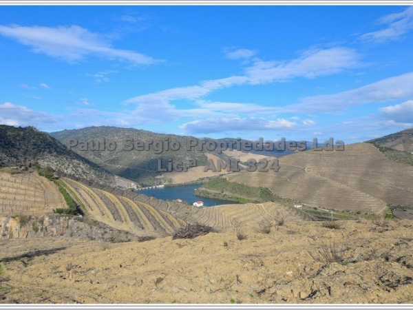 Vineyard_for_sale_in_Vila Nova de Foz Coa_SMA7554