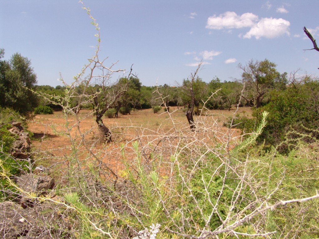 Rural Land_for_sale_in_Olhão_SMA8906